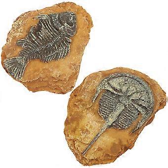 Decorative Box Ornaments Snake Box Ornaments for DIY 2Pcs Pack
