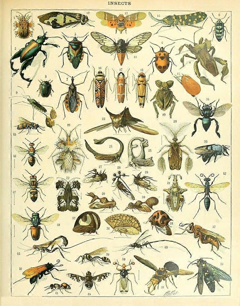 Insect ChartJigsaw Puzzle Brain Teaser UE 0827