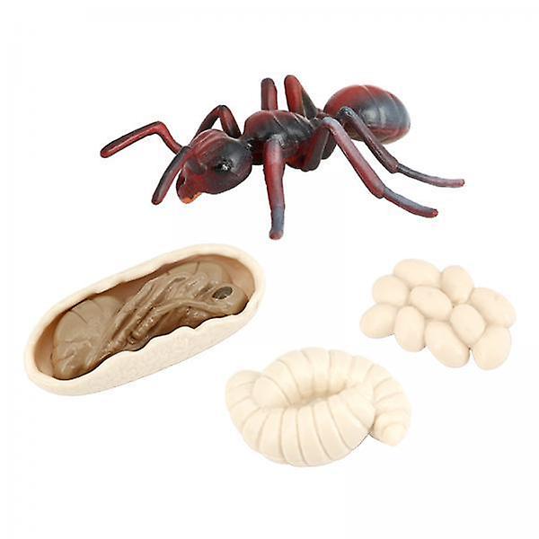 2xSimulation Ant Growth Life Cycle Figures Imagination Toy for Kids  Red
