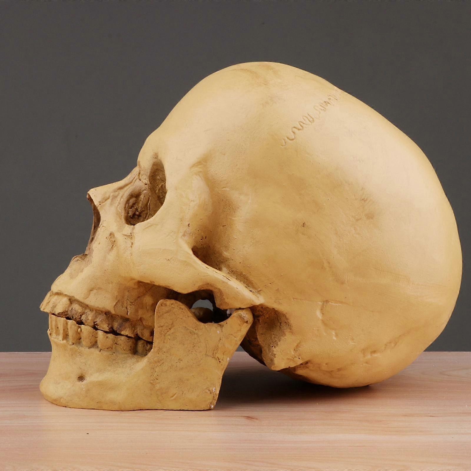 Human Skull Resin Model Anatomical Teaching