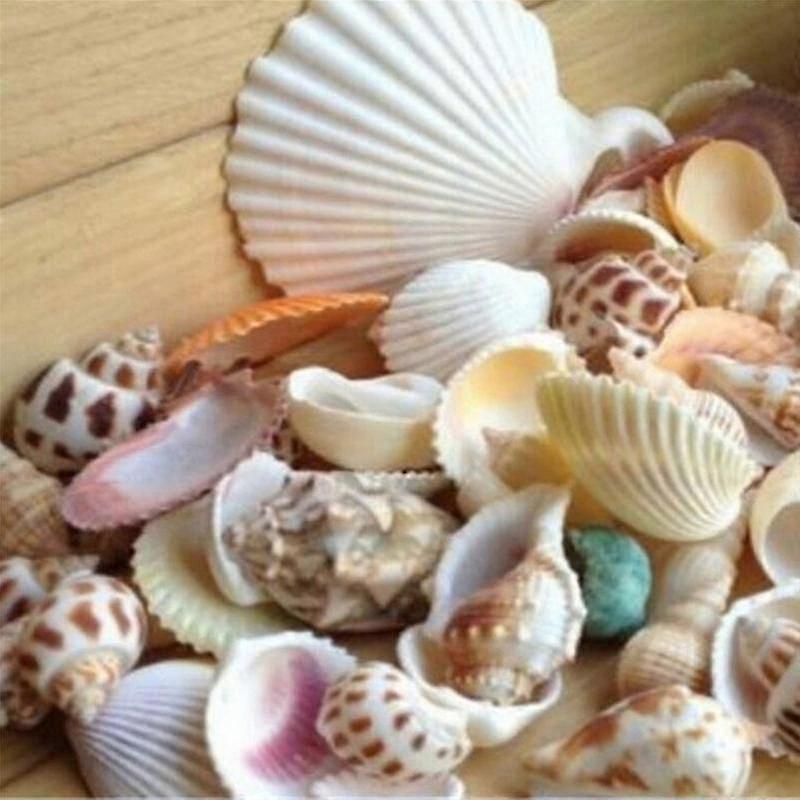 New Arrival 100g Beach Mixed Seashells, Shell Craft & Aquarium Decor: A Diverse Blend of Sea Shells