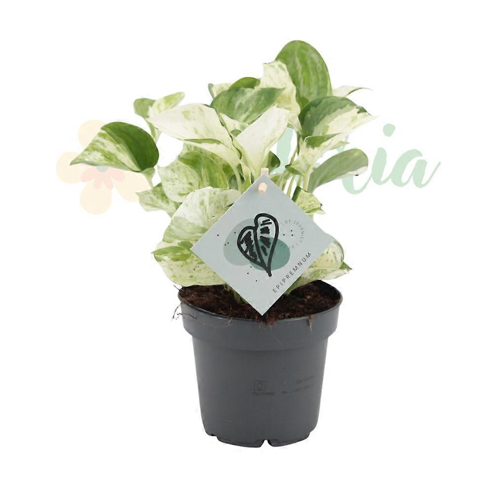 Epipremnum 'Manjula' Ø12cm