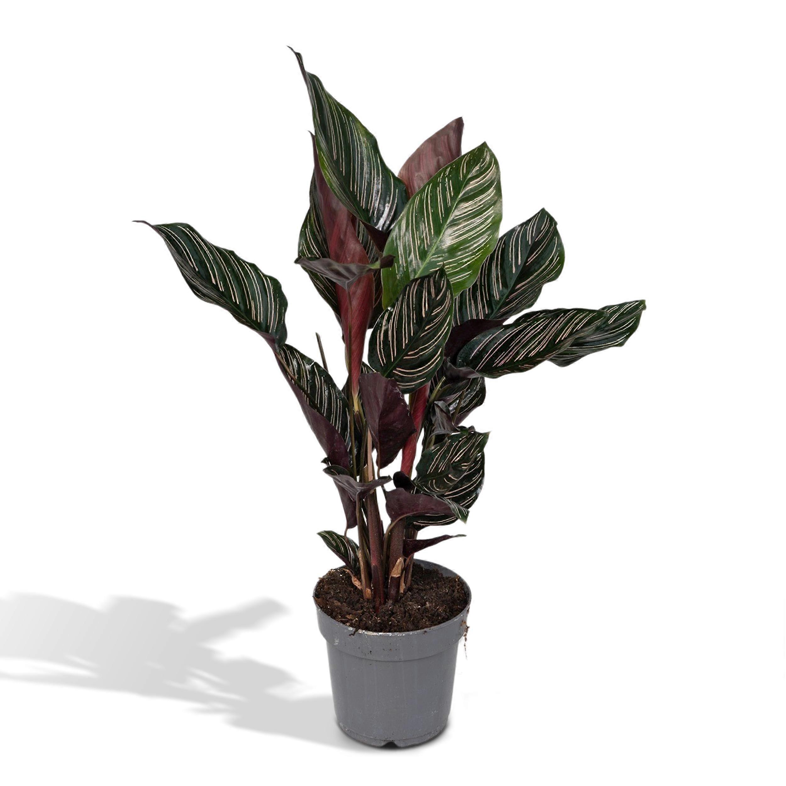 Calathea Ornata - 40-50cm - Ø14cm