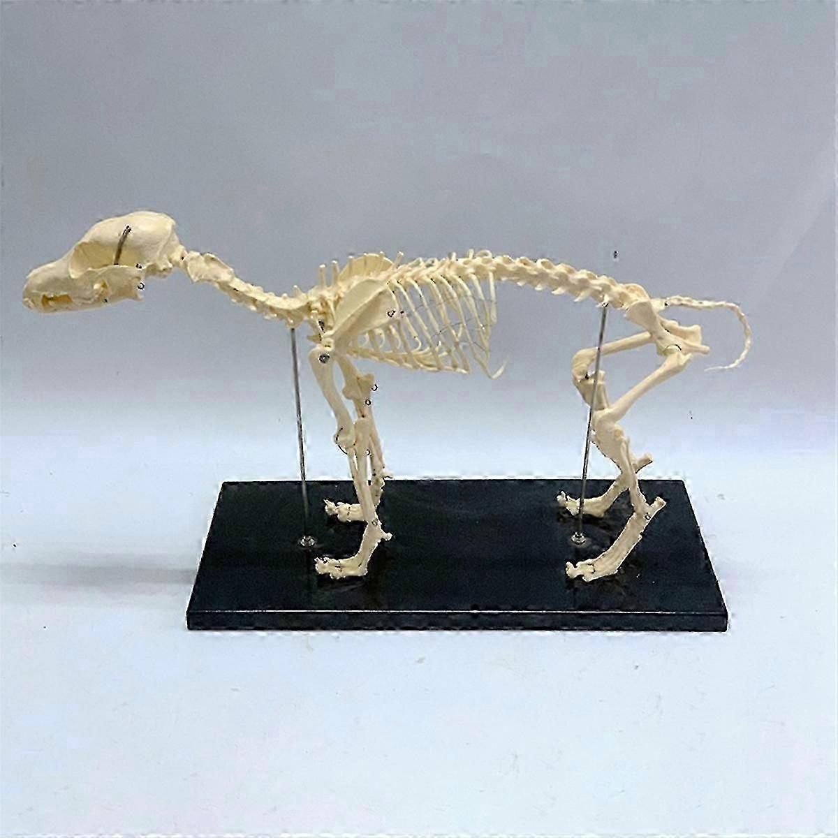 Model de schelet de câine Anatomia câinelui Model didactic animal