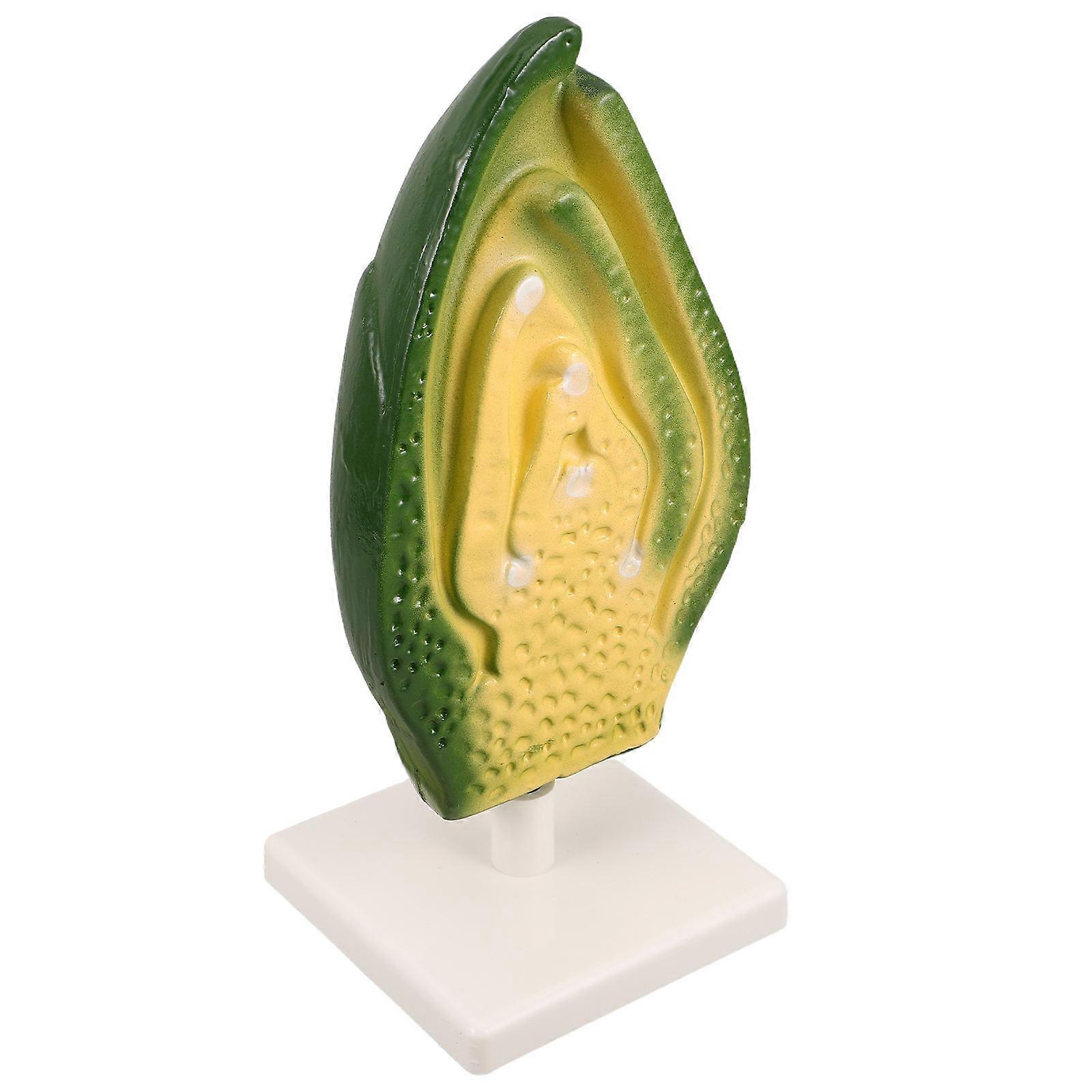 Plant Seed Embryo Tool for Biology Classroom Educational Aid