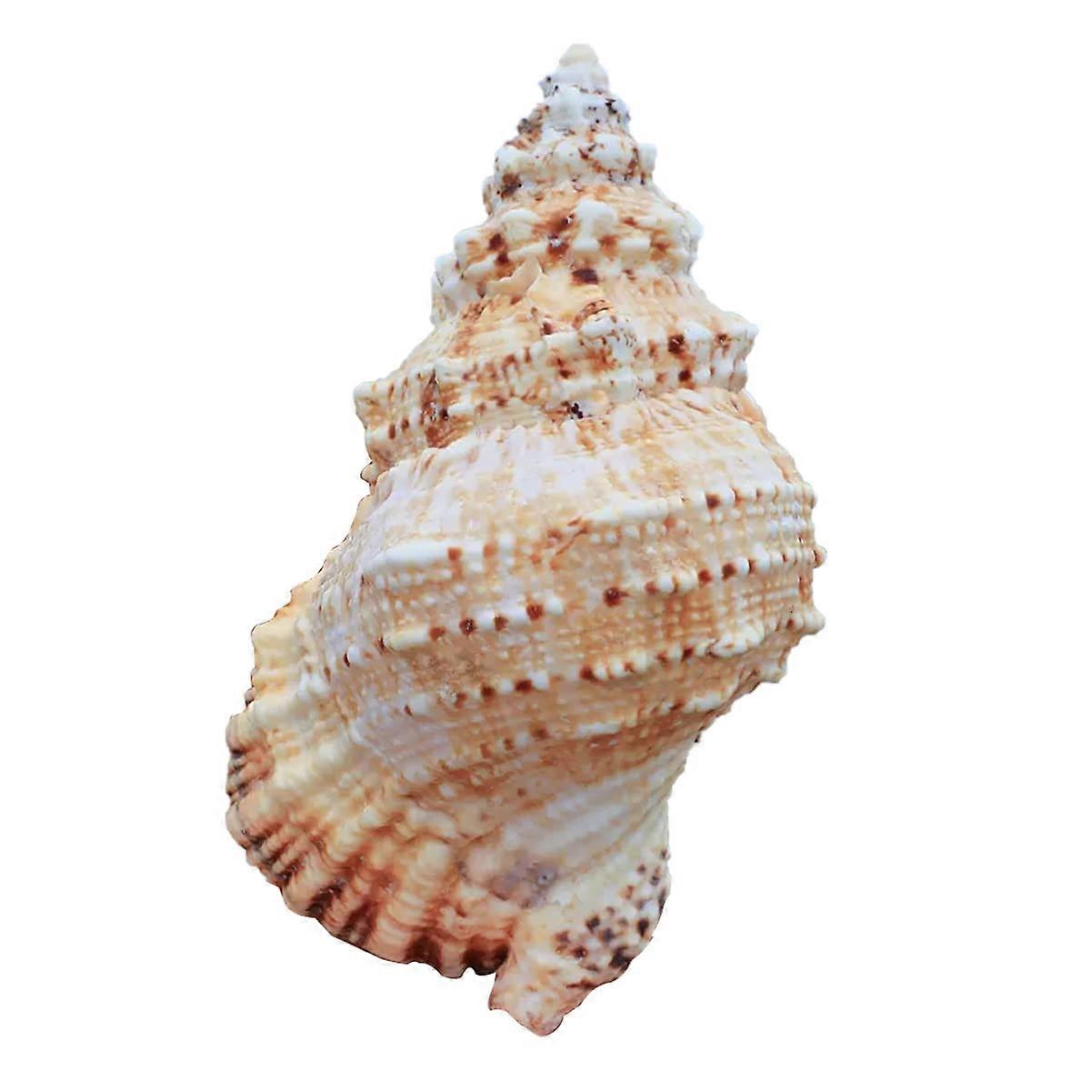 Giant Conch Seashell 2021cm Natural Ocean Texture for Home Decor and Beach Wedding