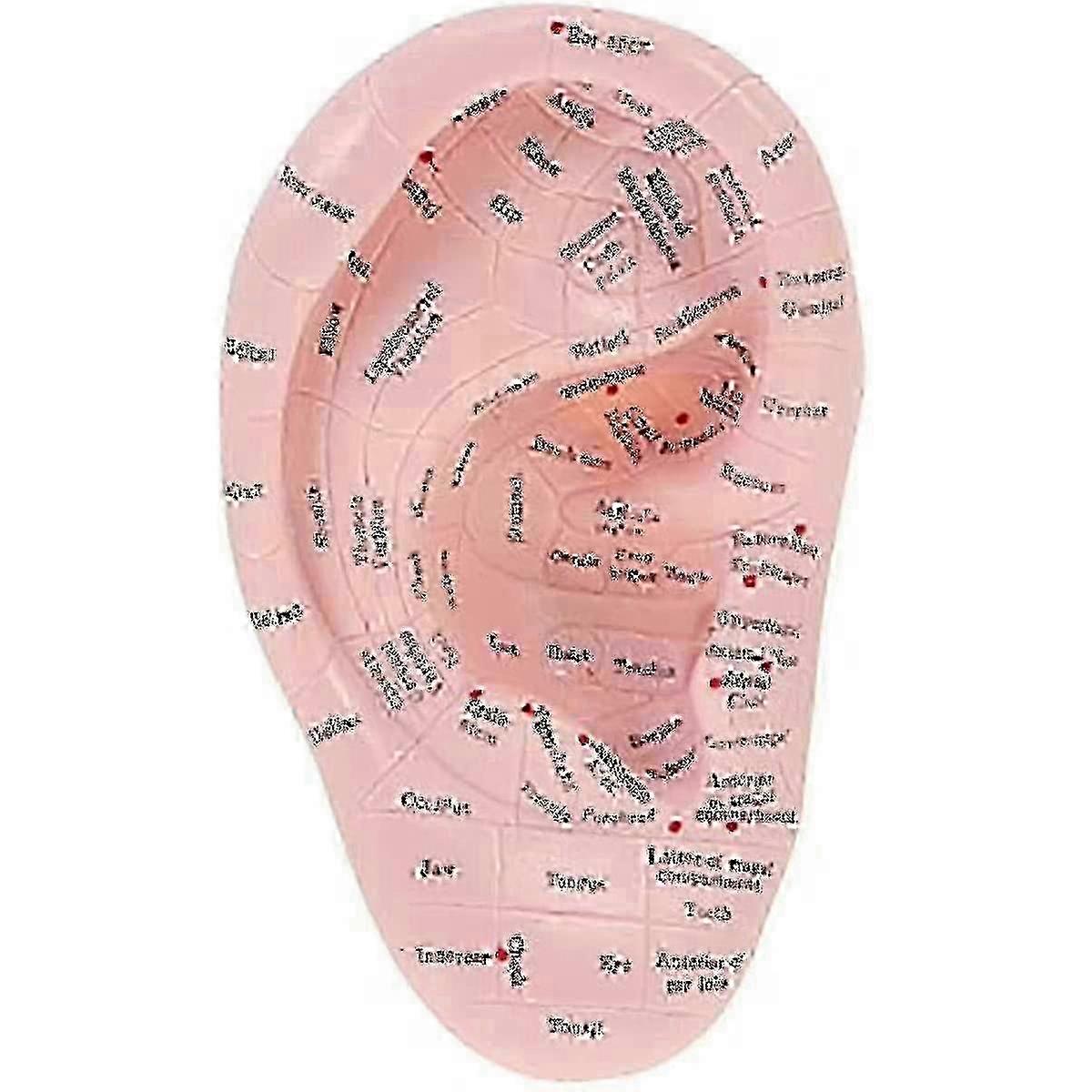 Ear Acupuncture Model for Reflexology Learning & Display - PVC Educational Tool