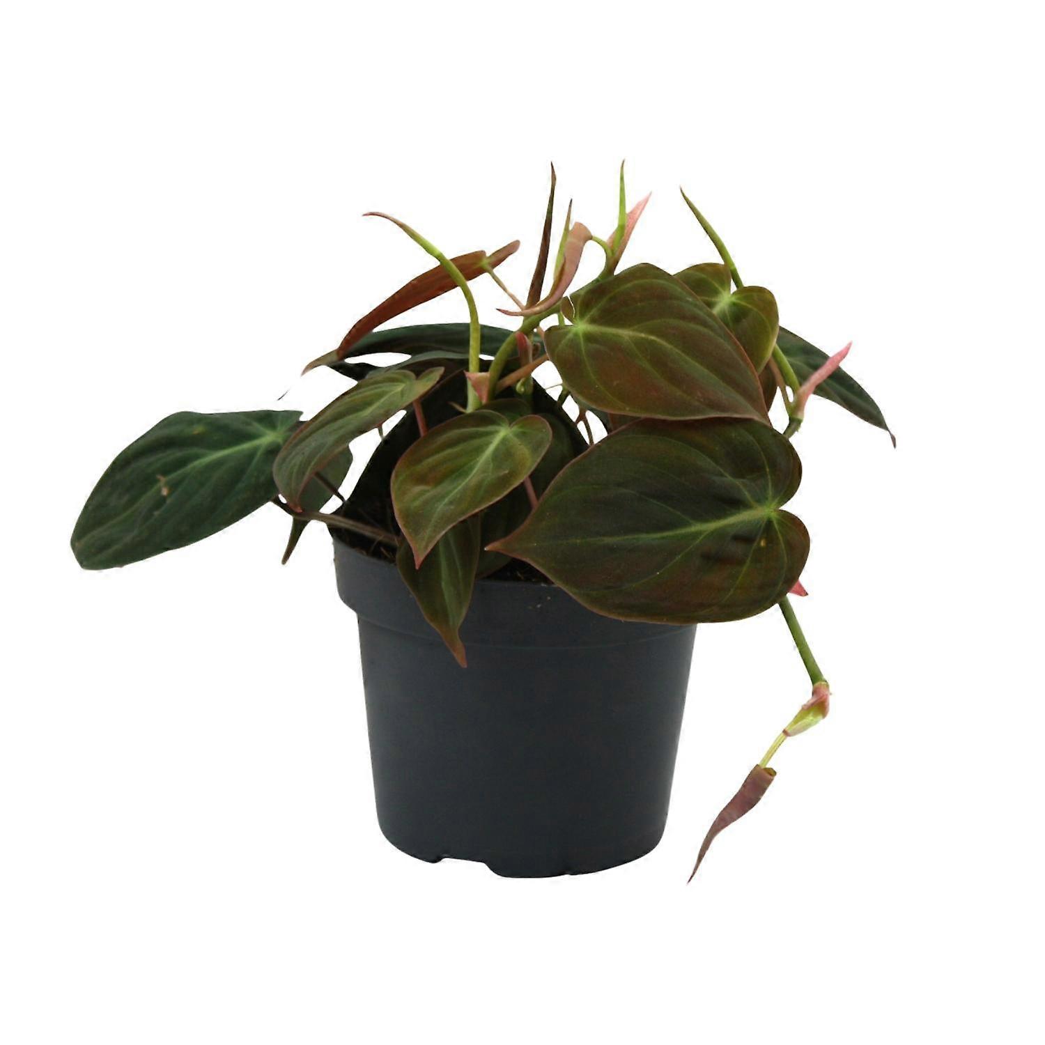 Philodendron Micans - 15cm - Ø12cm