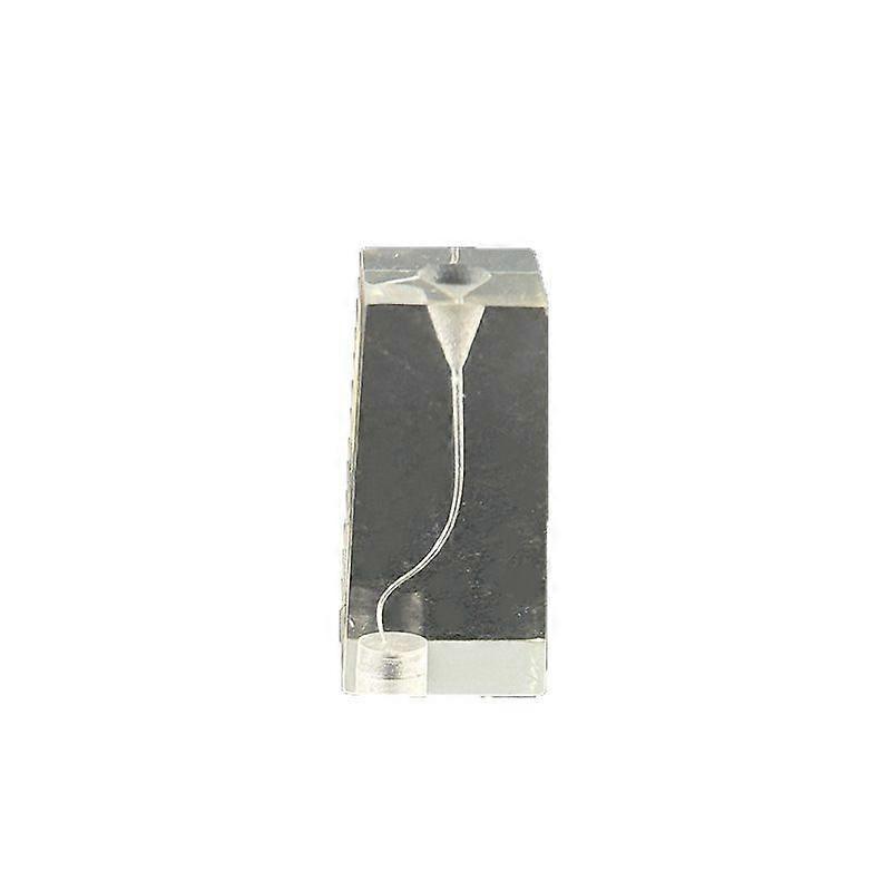 2pcs Transparent Teeth Model For Root Canal Practice - Anatomy Teaching Tools With S-Shaped For Teeth Education And Training