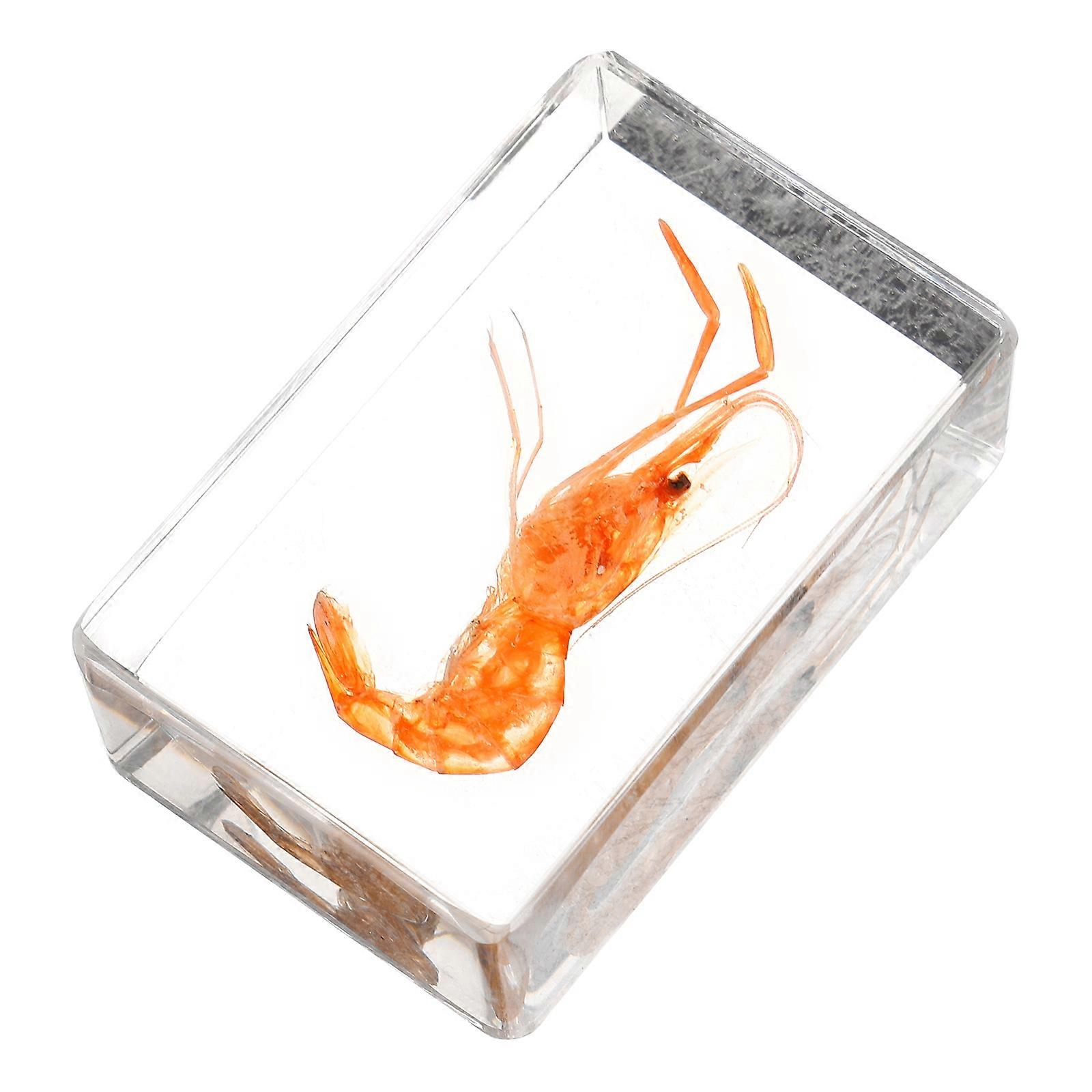 Artificial Resin Specimen Shrimp Decoration Teaching Tool For 2Pcs