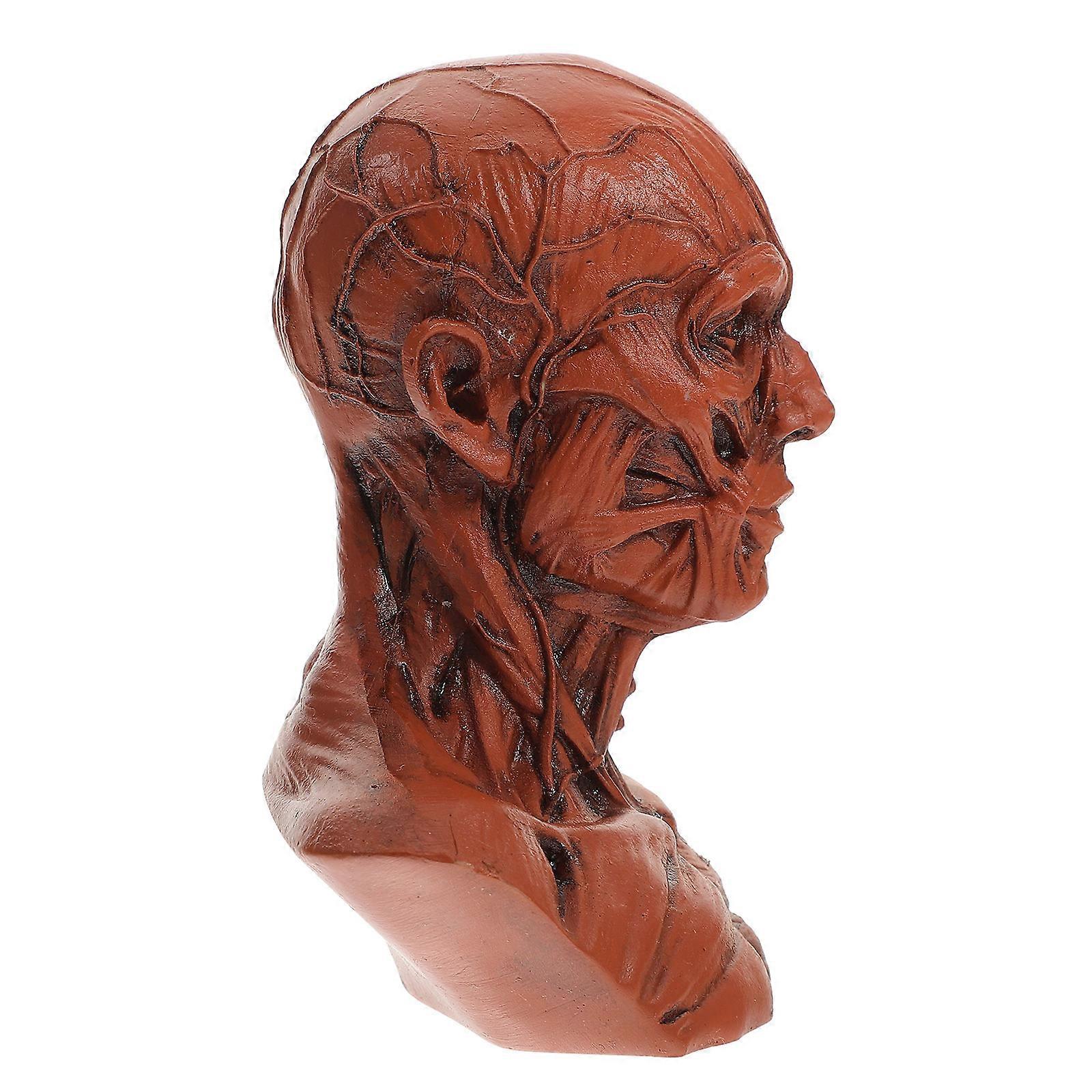 Sketch Figurine Skull Head Muscle Statue for 5Pcs Drawing Model Set