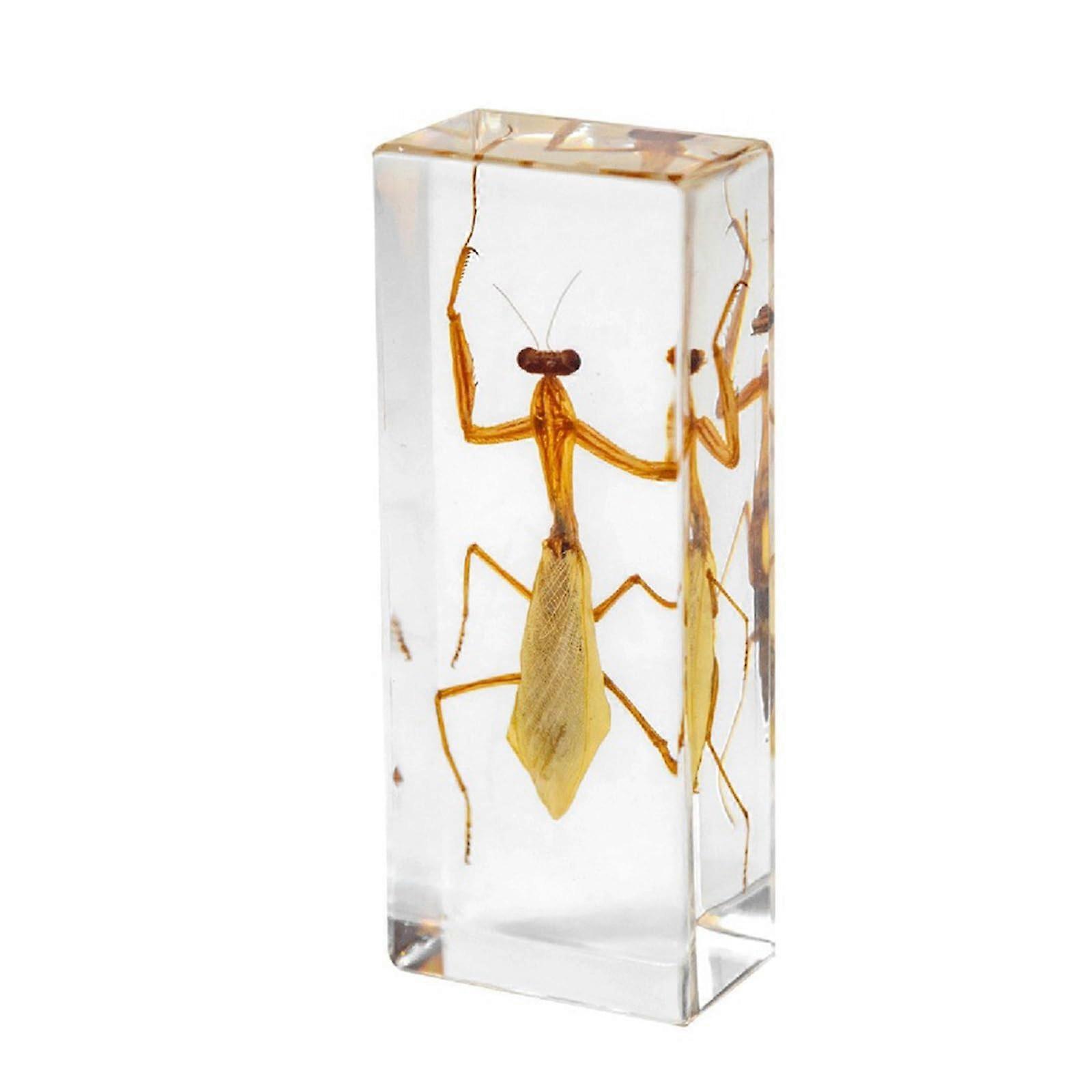 Insect Specimen in Resin Mantis   Transparency Educational Biology Tool and Unique Decor