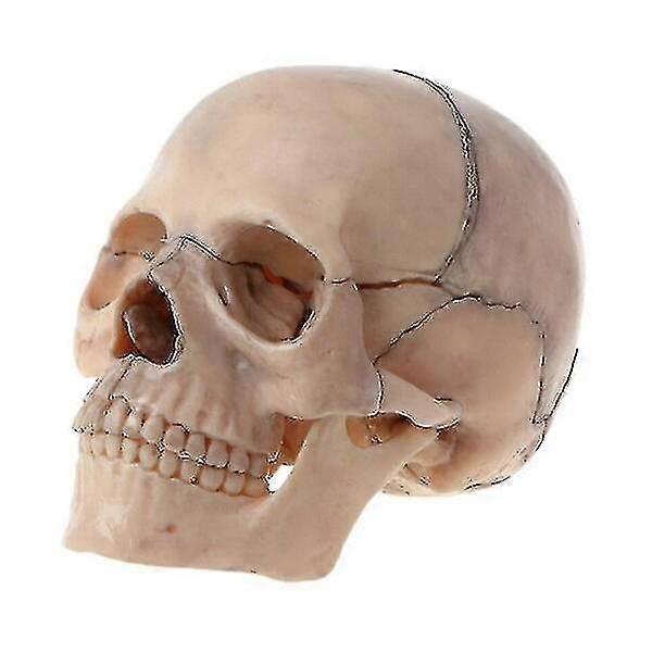 4d Disassembled Color Skull Anatomical Model
