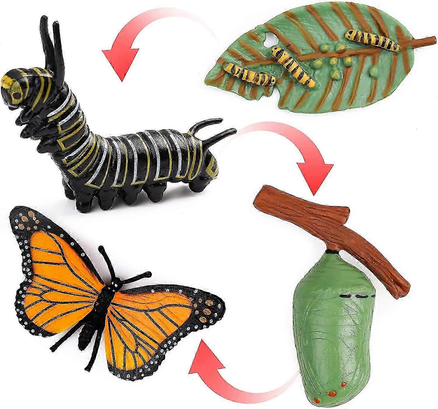 4 Piece Butterfly Life Cycle Kit Monarch Butterfly Lifestyle Stages Teaching Tools for Kids, Students