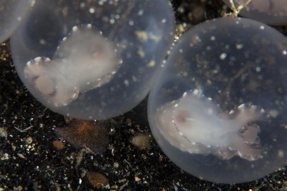 Flamboyant cuttlefish embryos develop in their eggs. Poster