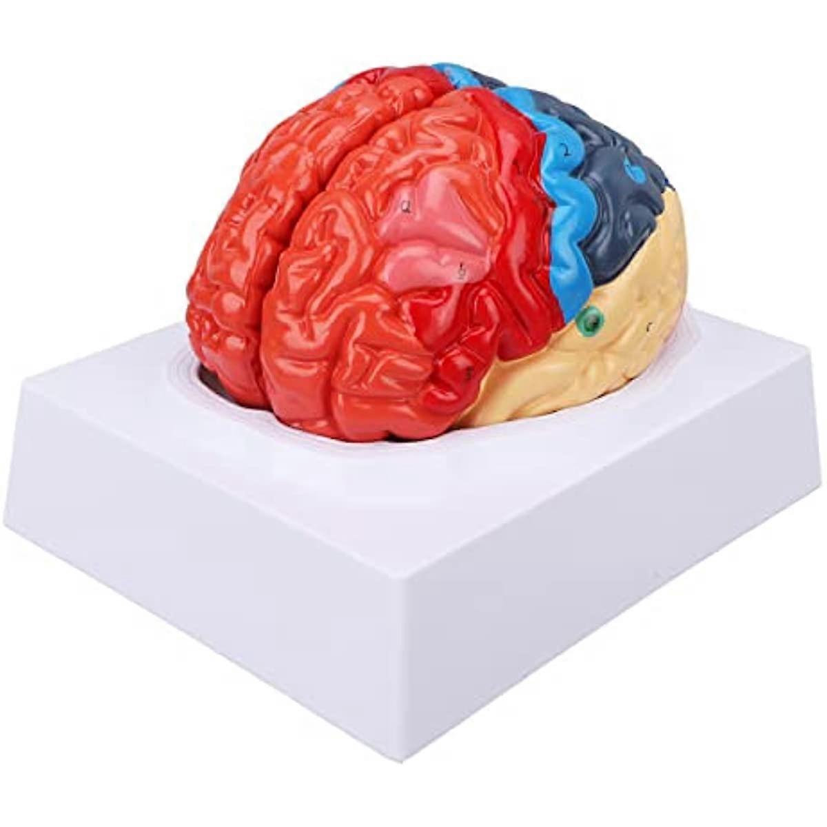 Anatomical Model of The Human Brain  Color-Coded  Convenient Touch Assembly of The Brain  Anatomical Model  Clear Structure Indicator Diagram