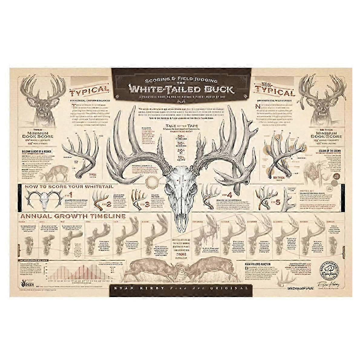 "The Growth and Maturity of the White-Tailed Buck" Paper Prints C 46X30.5CM