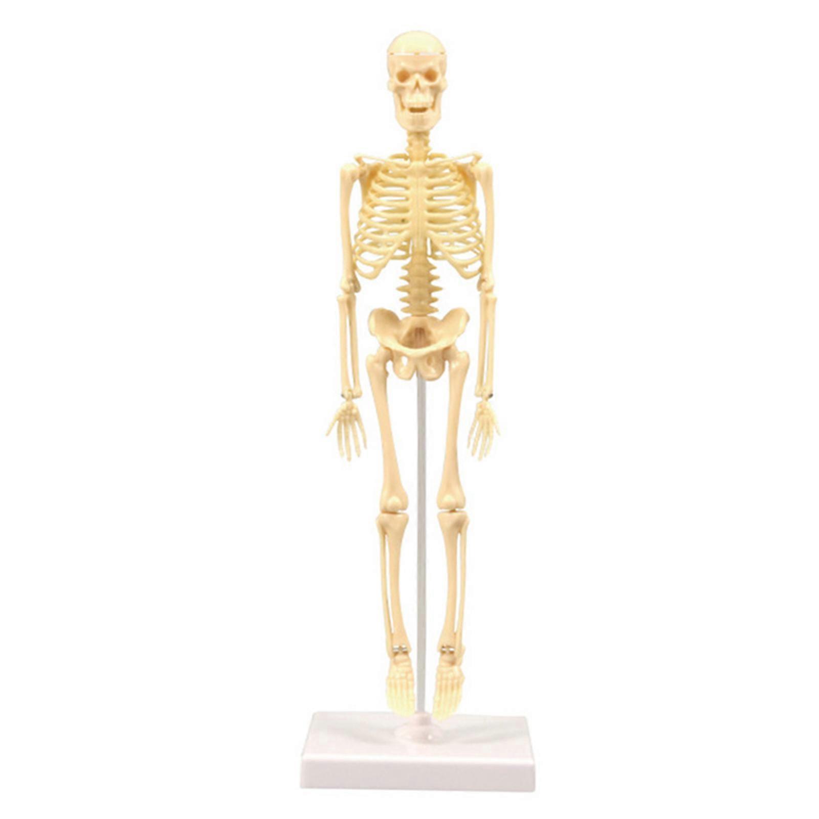 15pcs Skeleton Model Miniature Model Easy to Manipulate Human Skeleton Toy Kit for