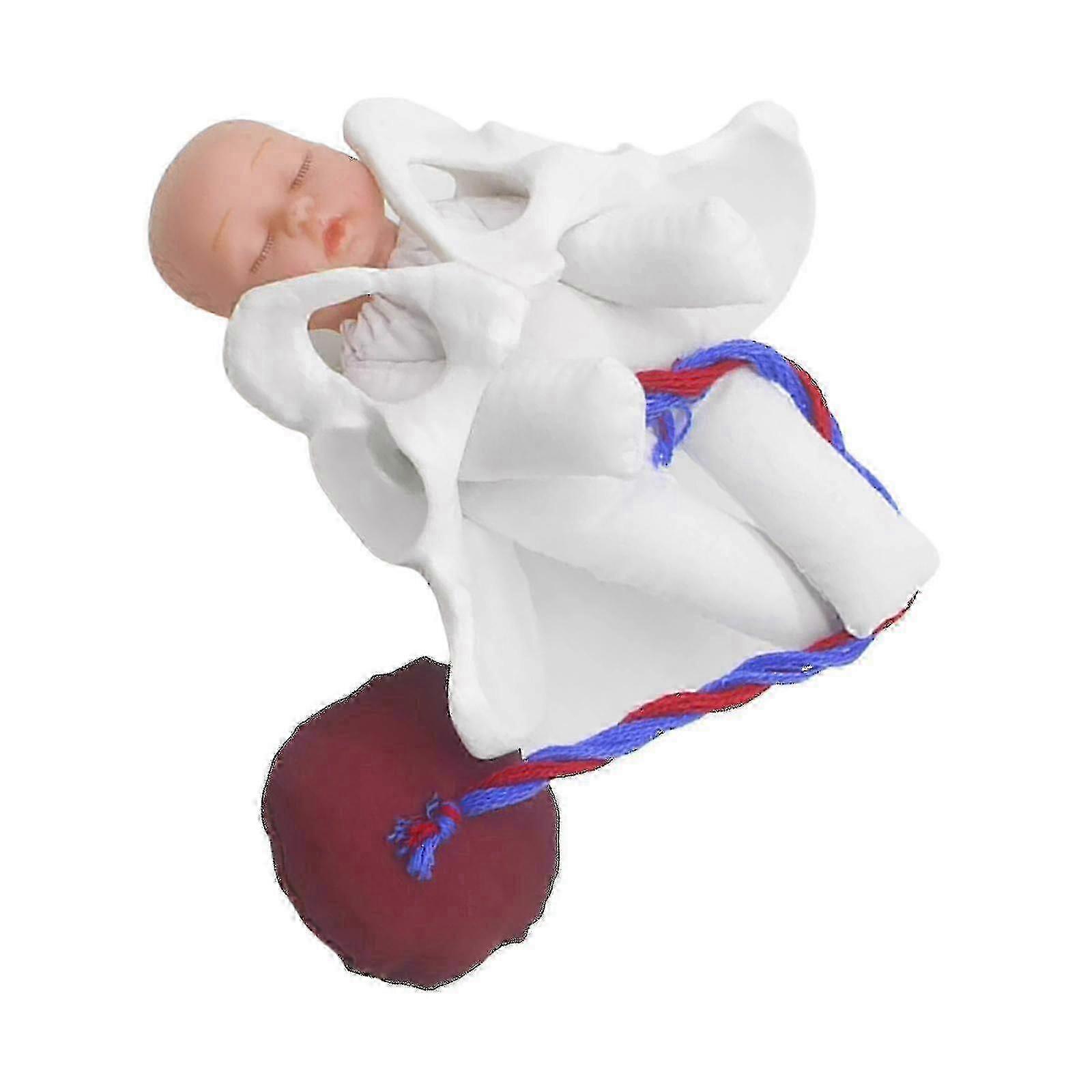 Female Pelvis Model Childbirth Model For Science Education Teaching