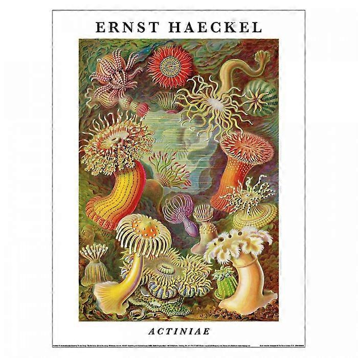 Ernst Haeckel Actiniae Print
