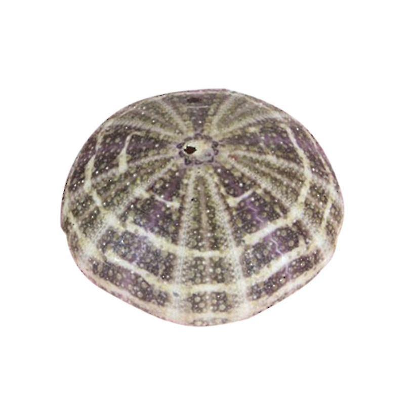 Sea Urchin Shell - High Durability Exquisite Shape Eye-catching Seashell Conch Ornament DIY Home Dec