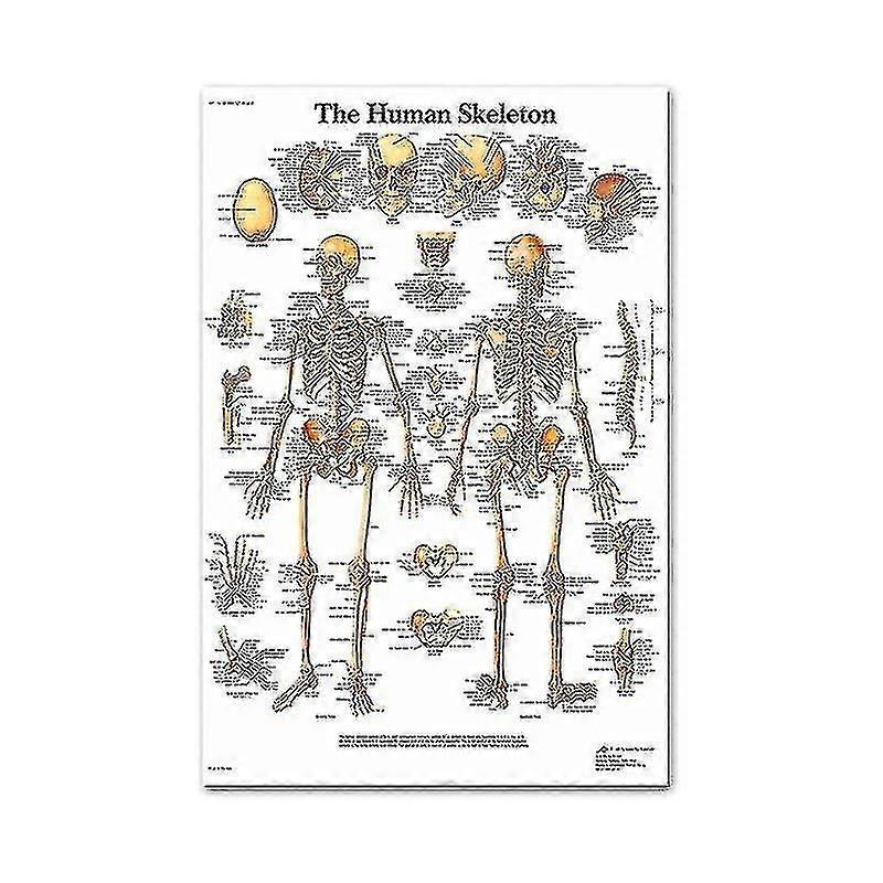 Setul de postere anatomice ale sistemului muscular și scheletic - Schelet uman și anatomie musculară - Single Sided19" X 27"