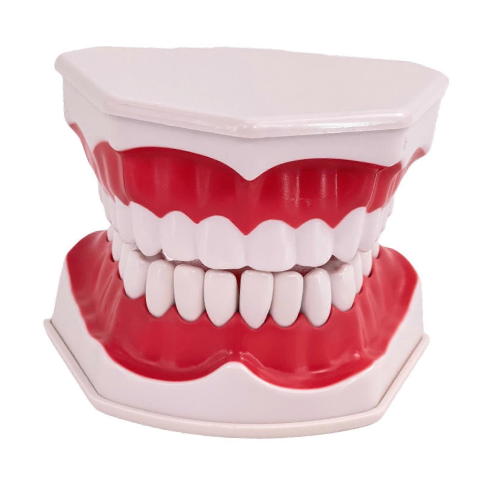 Tooth Model 28Pcs Tooth Educational Study Teaching Demonstration Tooth Model Fixed