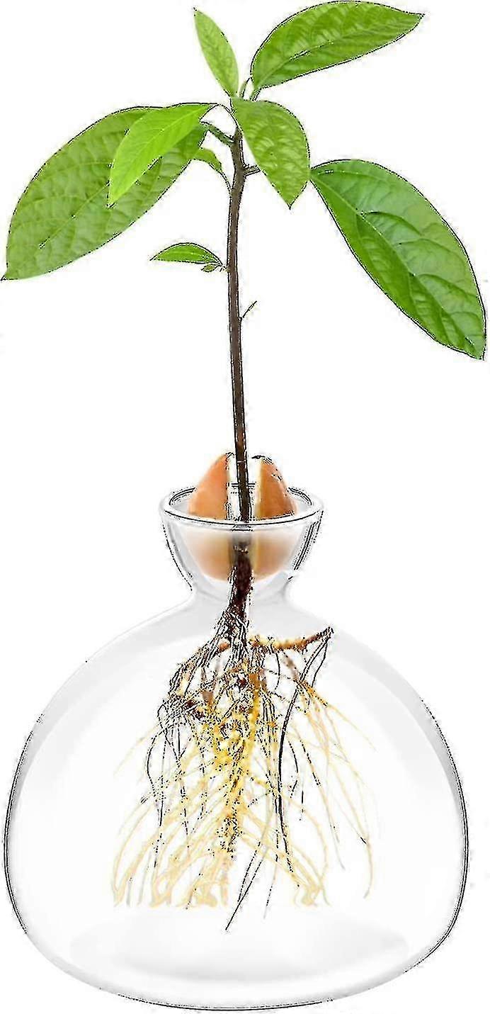 אדנית זרעי אבוקדו עציץ אגרטל עציץ גידול עצי אבוקדו אגרטלי זכוכית מגדלים עצי אבוקדו בבית ערכת גידול עצי אבוקדו מתנות גינון יוצאות דופן