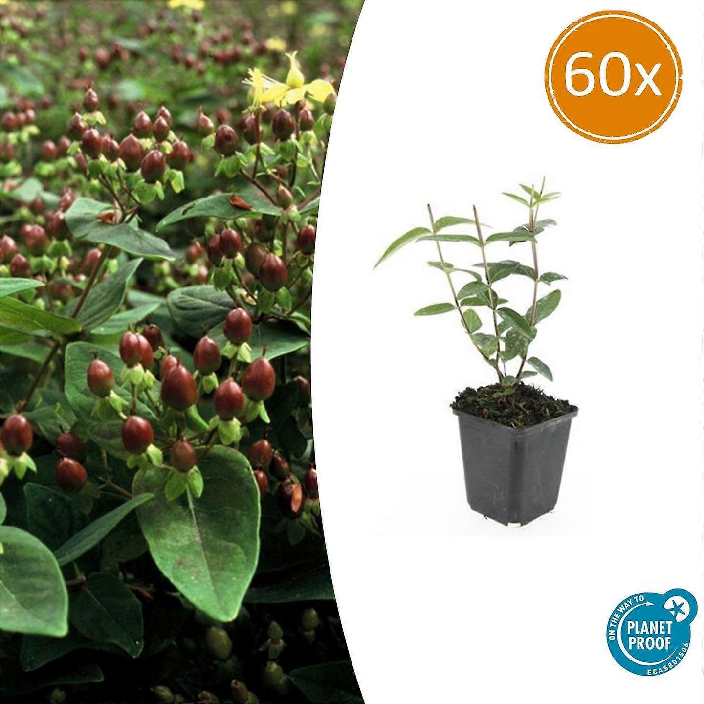 Hypericum inodorum 'Rheingold' | 60 peças - 10-25cm - Ø9cm