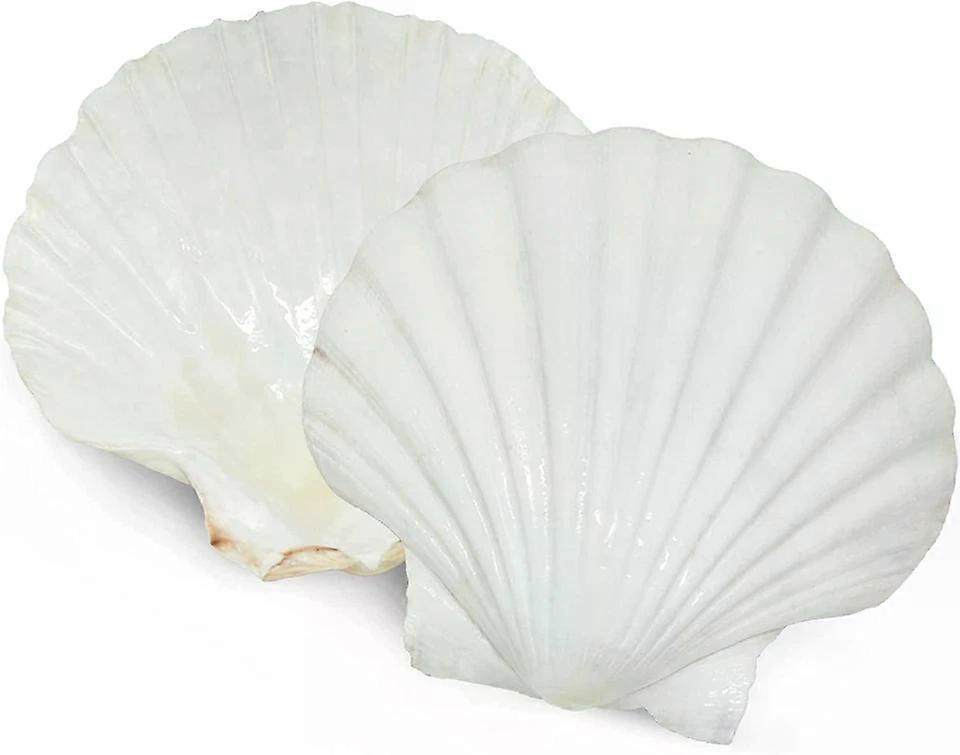 Scallop Shells, 5 PCS 4-5 Inch Large Natural White Baking Sea Shells