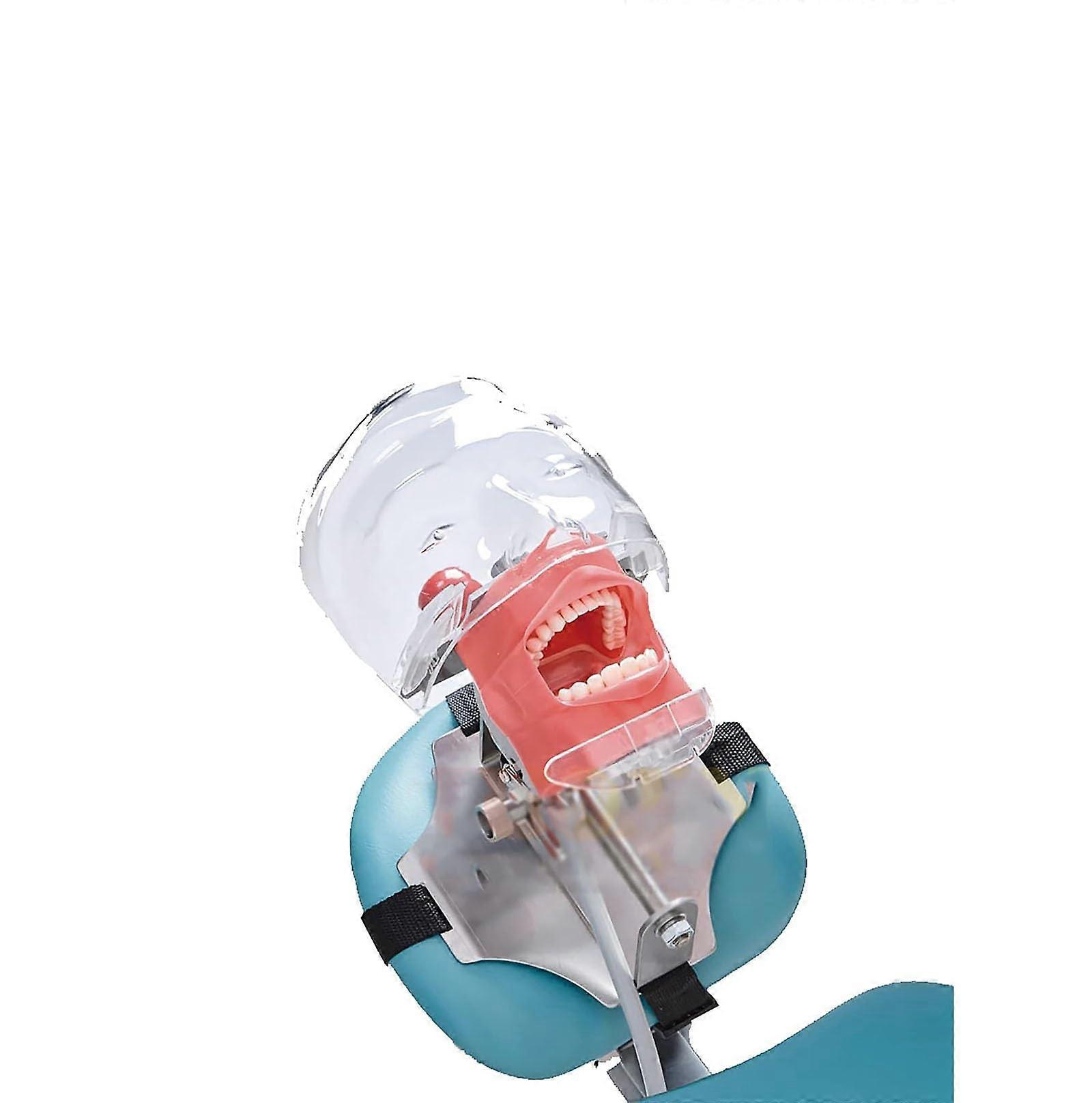 Dental Manikin with Teeth LifeSize Training Model for Preclinical Practice with Adjustable Bracket