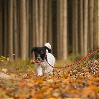 Padded dog leash red 150 cm