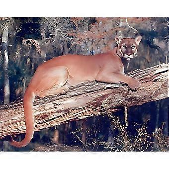Legpuzzels met afbeeldingen van wilde dieren, zoals een kat en een Floridapanter (VV858).