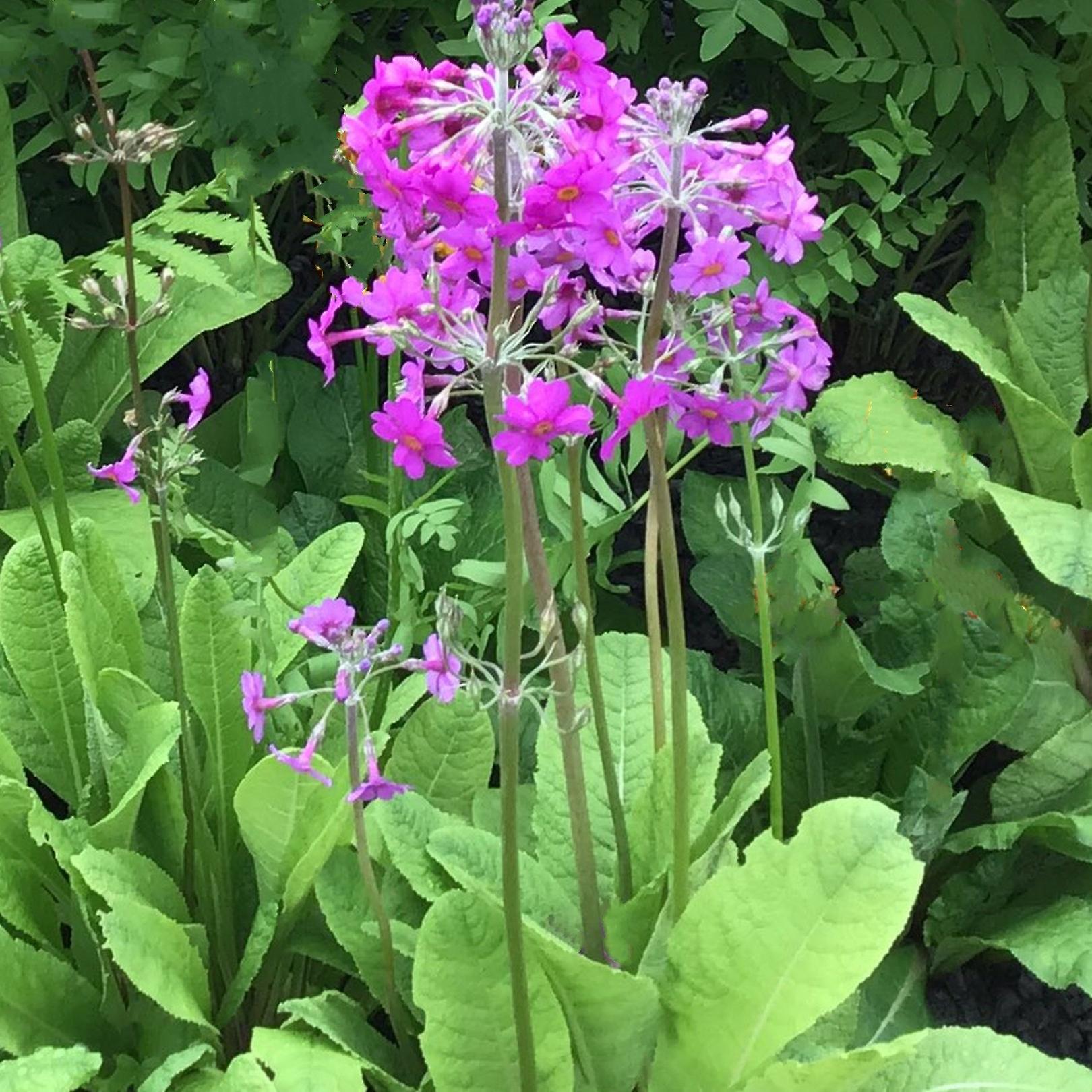 Primula Beesiana. Bienenprimel.