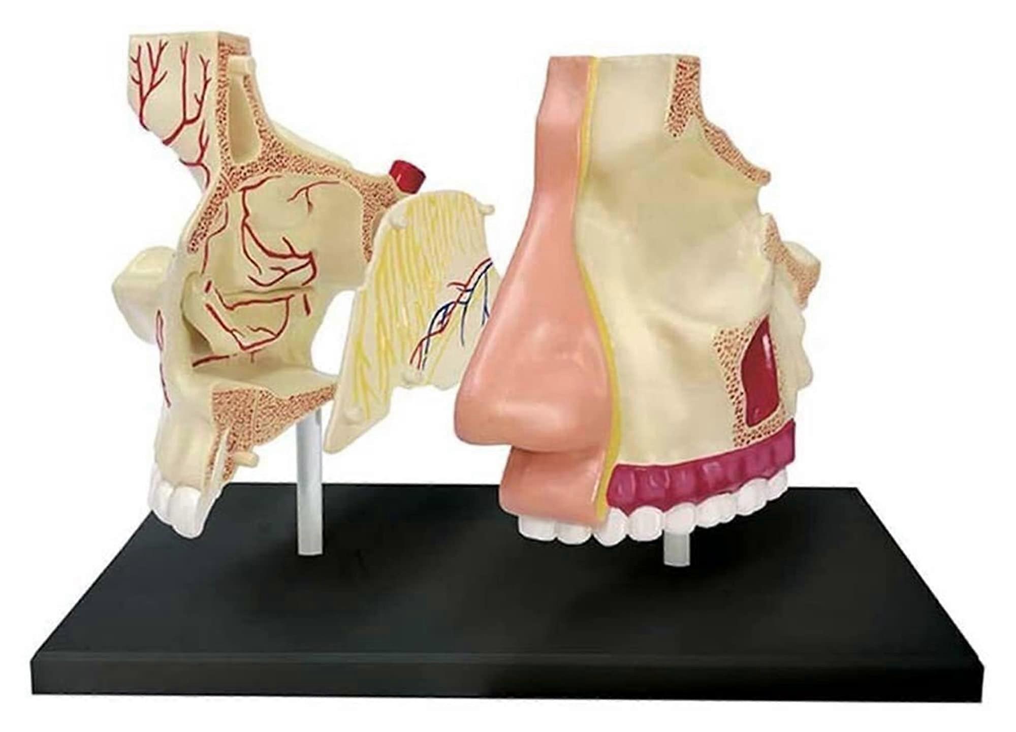 27 Detachable Medical Teaching Organ Anatomy Models For Classroom Use Research Models School Teaching Tools