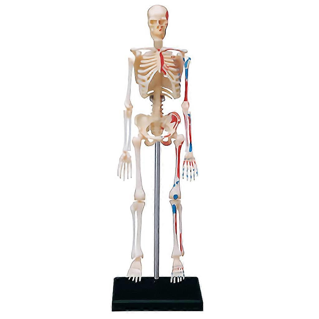 4D Human Musculoskeletal Assembly Model Removable Educational Anatomy Model for Teaching Science Experiment Kit