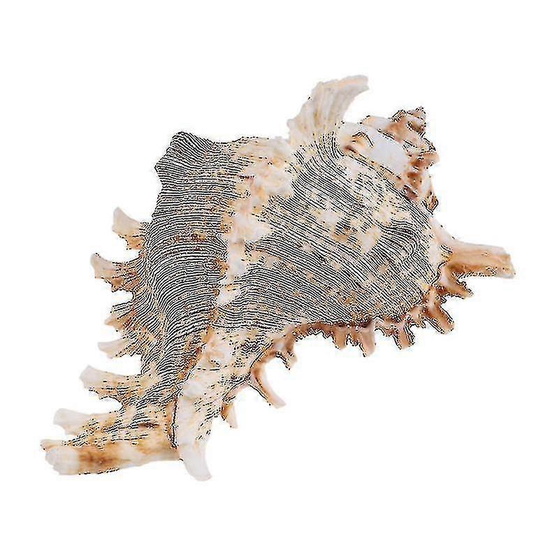 1pcs Conch Ornament