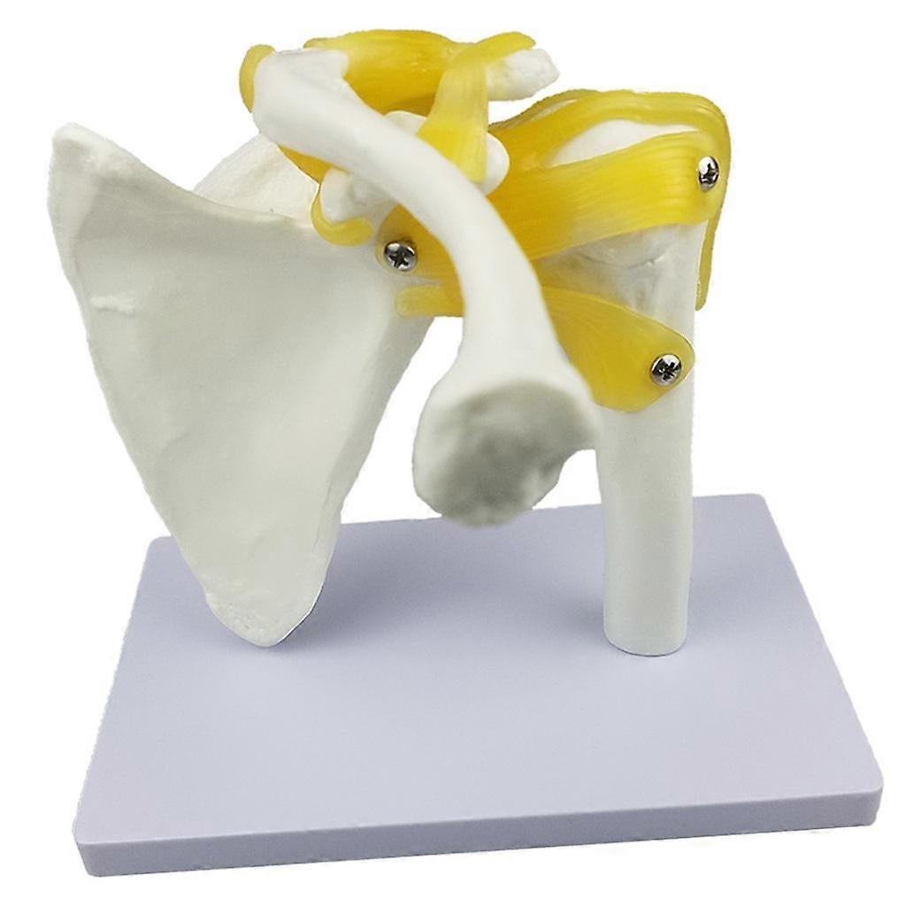 Shoulder Joint Human Anatomy Model With Functional Ligaments Tools