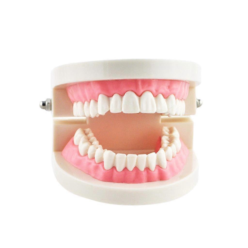 New Dental Teach Typodont Demonstration Teeth Gum Model for Patient Study
