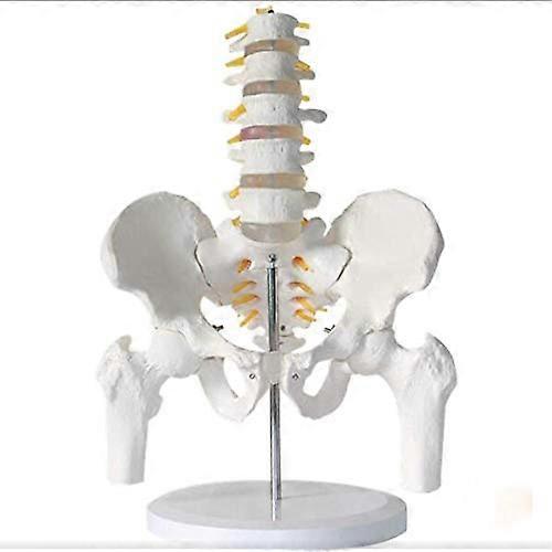 Skeleton Models - Human Pelvis and Leg Bone Five Section Model, Removable, 26 x 11 x 35 cm for Anatomy Education