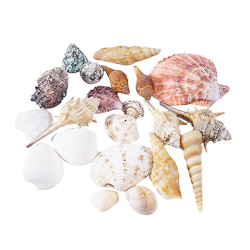 1set Natural Seashell