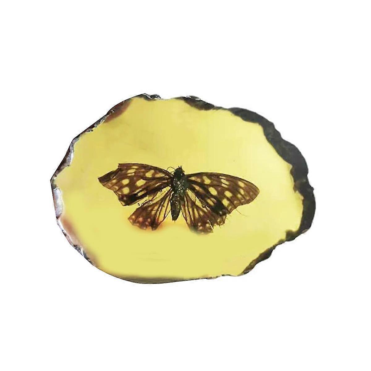 Fossils Insect Samples Artificial Insect Science Education, Butterflies