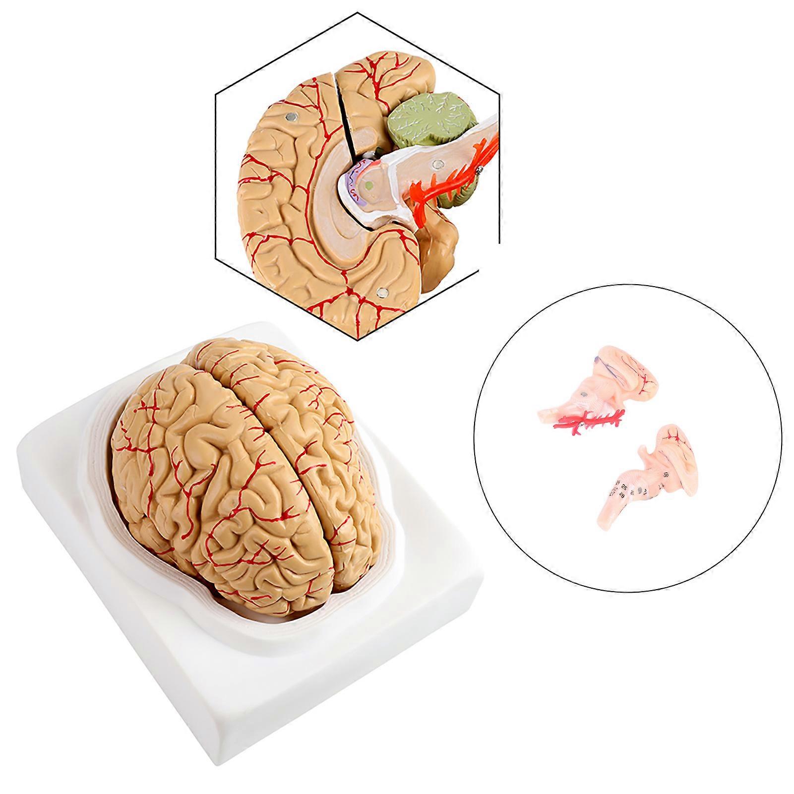 8-Part Life-Size Brain Arteries Model with Base, PVC, 1281g