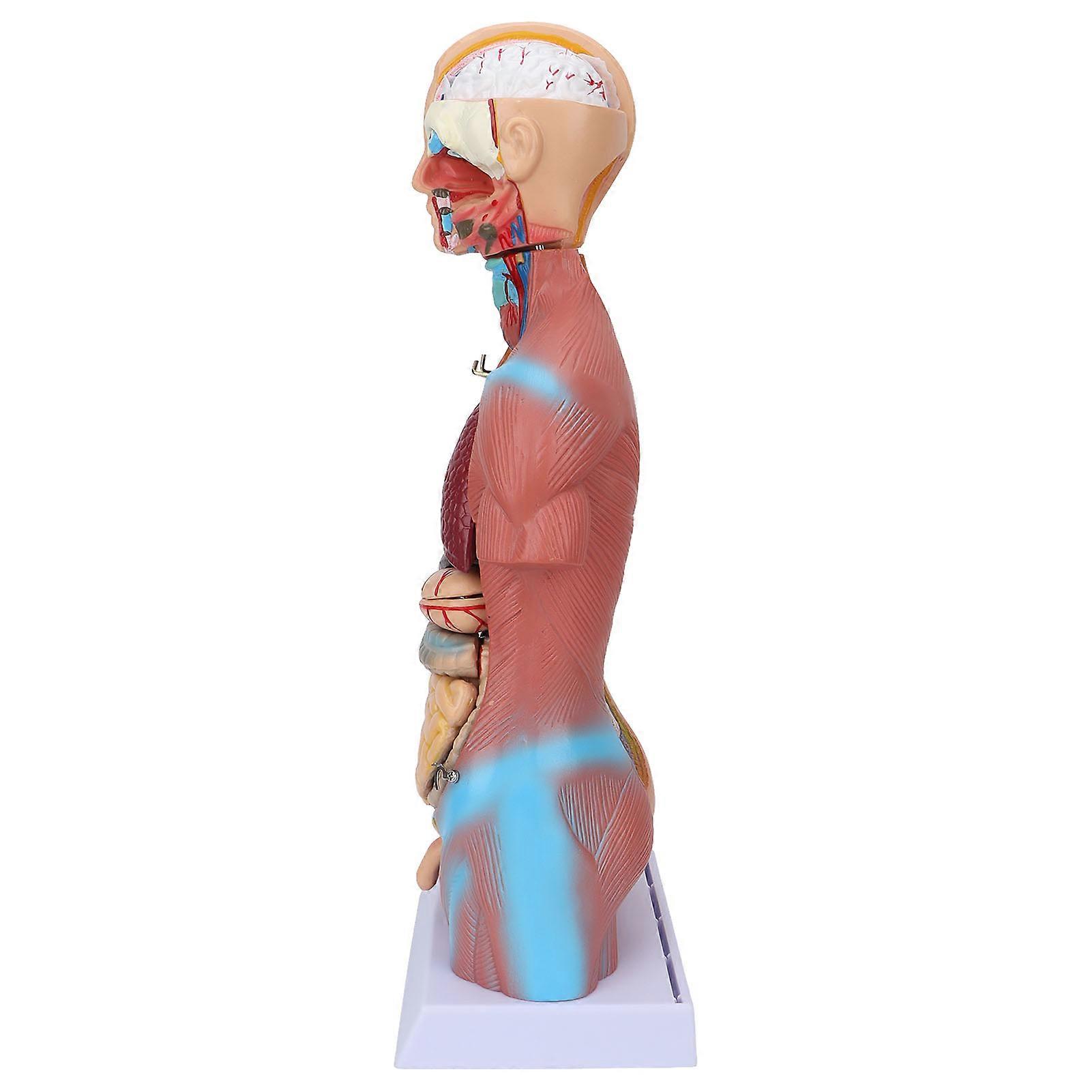 Human Torso Model Removable Educational Body Brain Anatomy Model for Teaching School Hospital 17.7in