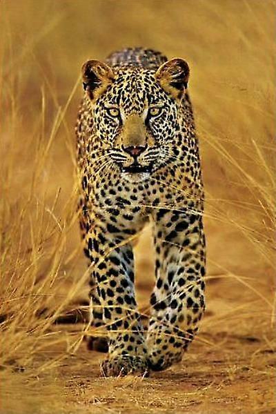 Leopard Stress-Relieving Puzzle BD-5768