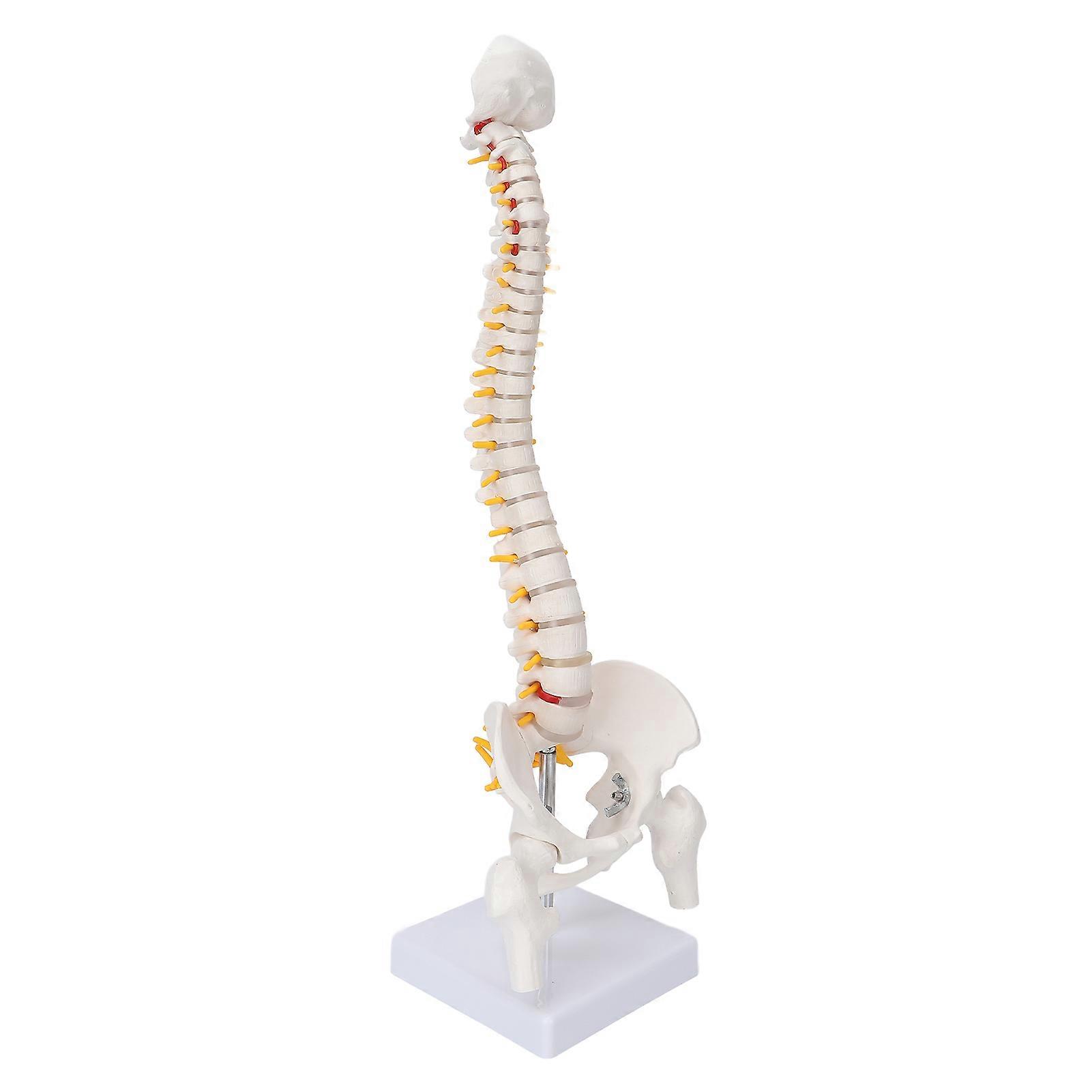 Flexible Vertebral Column Model 45cm with Spinal Nerves PVC