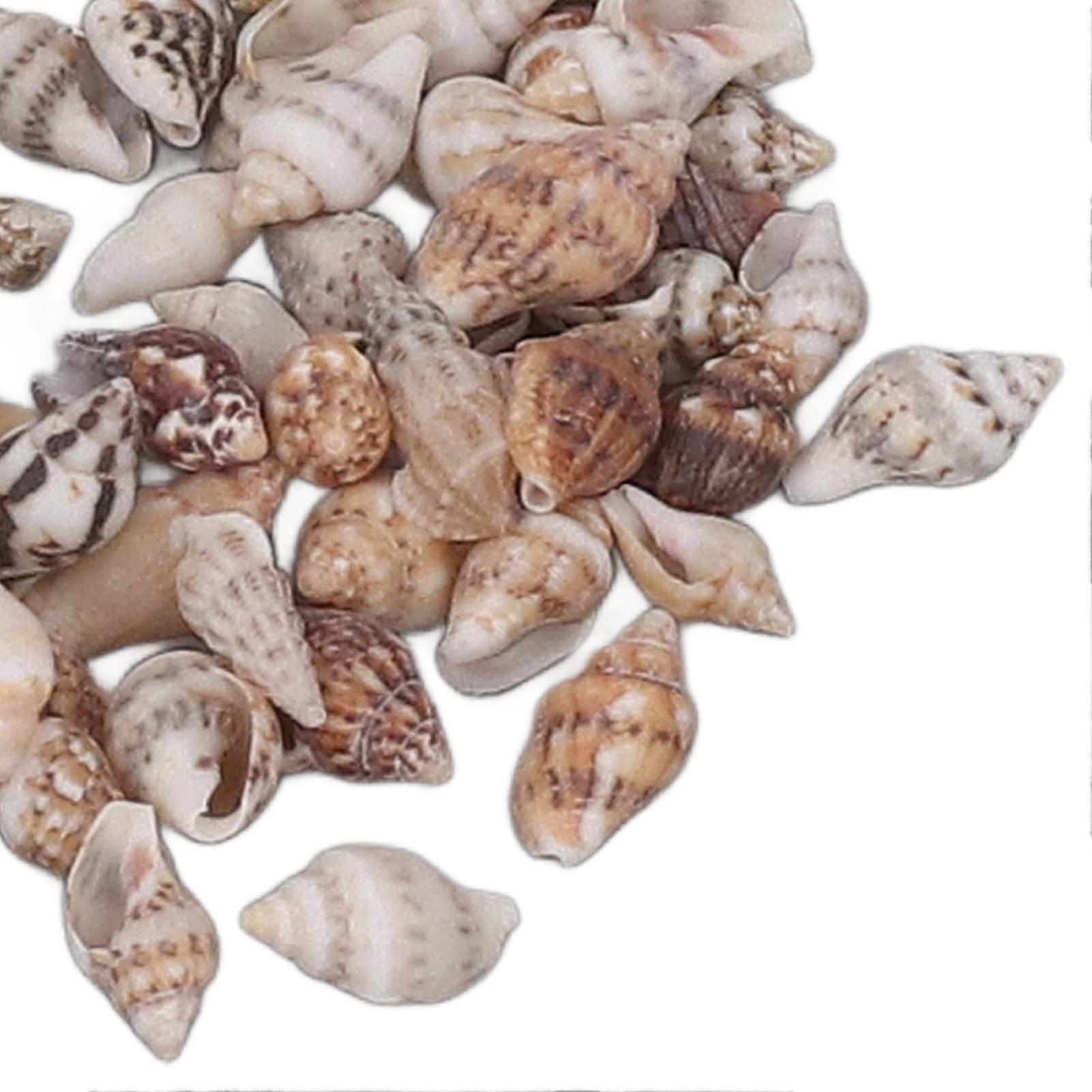 1 box of small natural non-porous spiral shells for aquarium decoration