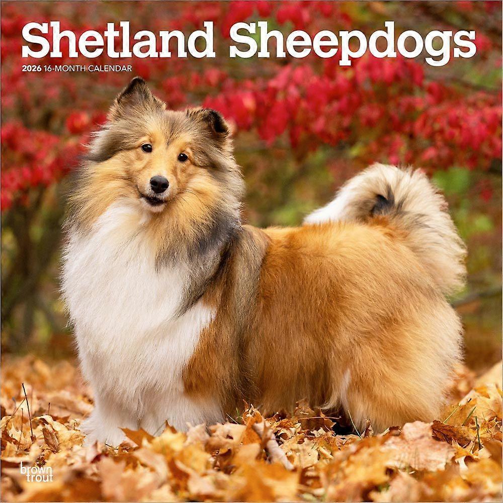 Browntrout Sheltie - Shetland Sheepdog Calendar 2026