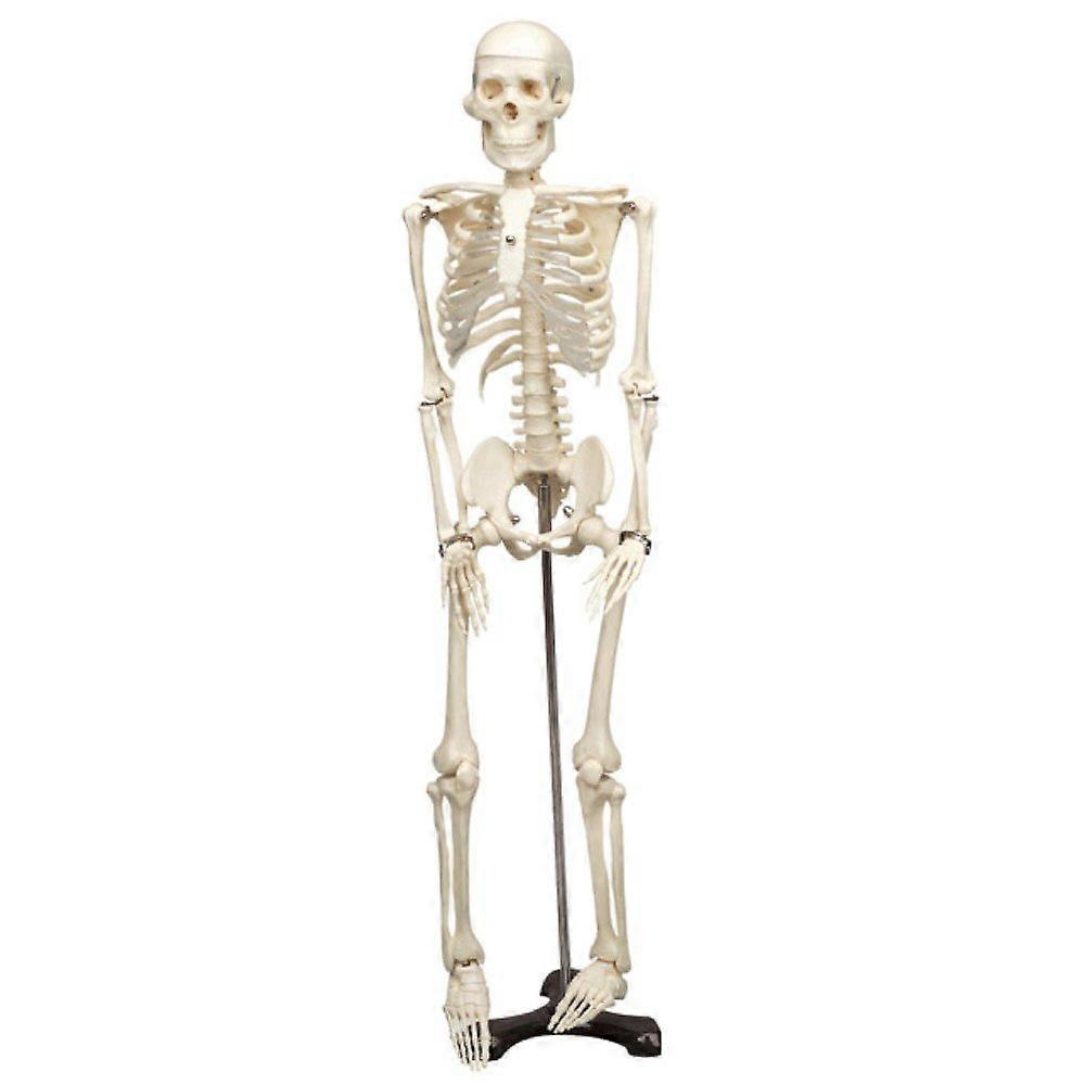 Life Size Anatomical Skeleton Model  Anatomically Accurate Plastic Human Skeleton for Teaching