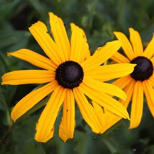 Rudbeckia Goldstrum. Väldigt färgglatt.